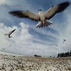 2025年最新】SEYCHELLES [ 高中正義 ]の人気アイテム - メルカリ