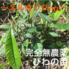 完全無農薬 びわの苗 枇杷の苗 抜き苗 1本
