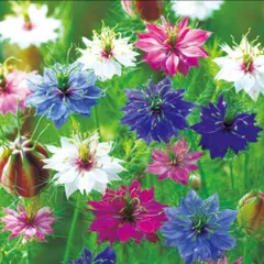 ニゲラ　ミックス　花の種のサムネイル