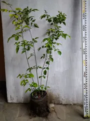 アオダモ株立ち㉛（noacoco💚様専用ページ）