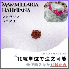 【種子】マミラリア ハニアナ /セット割あり 数量10粒から購入OK