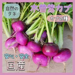 【国内育成・採取】 木曽紫カブ 家庭菜園 種 タネ カブ 野菜
