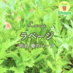 ちこ様専用ページ】乾燥タンポポ オーダー用 - メルカリ