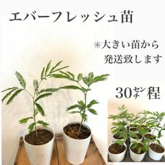エバーフレッシュ苗・苗木　★黒ポット発送(抜き苗致しません) ★大きい苗から発送致します　　★暗くなると葉を閉じます！　環境に馴染みやすい植物ですので、育てやすい