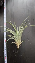 2025年最新】セレリアナの人気アイテム - メルカリ