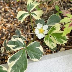 斑入り苺♡　マーブルストロベリー