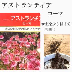 アストランティア　ローマ　苗・苗木・球根　★土を少し付けてのの発送！　★ドライフラワーにもなります