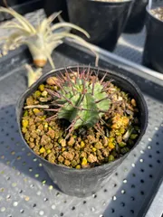ユーフォルビア ホリダ子株 '雌株' Euphorbia horrida - メルカリ