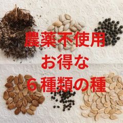 【お得な6種の種・ 農薬不使用】人参、かぼちゃ、オクラ、ゴーヤ、花オクラ、冬瓜の種