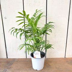 チャメドレアエレガンス　テーブルヤシ3号鉢