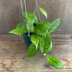 2025年最新】サクララン ホヤの人気アイテム - メルカリ