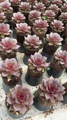 そ*い様 M509　ロビン　105苗　多肉植物 土と根付き エケベリア　韓国苗 新発売 QS31 ロビン 105苗セット 土と根付き 多肉植物 エケベリア 韓国