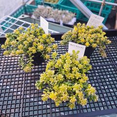 ☆斑入りタイトゴメ☆同梱分♪