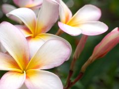 壺 瓶 日本骨董品 漬物壺 味噌壺 塩壺 オブジェ 置物 - メルカリ