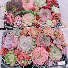 多肉植物 寄せ植えset♡大きめ大盛♡A