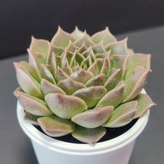 エケベリア 交配種 ヒアリナ×トバレンシストバー 実生苗  その1 月曜or火曜日発送。