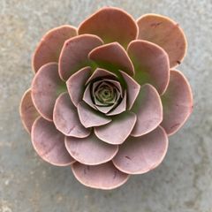 多肉植物 カット苗 アエオニウム オーレア 発根済