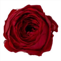 Item thumbnail for item 3ef305e3-0de4-4f30-865c-5a08e0e16385