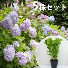 【大特価‼️】紫陽花5鉢セット売り‼️希少‼️八重咲　ピンク　ブルー※鉢ごと発送‼️ 大特価‼️】紫陽花5鉢セット売り‼️希少‼️八重咲 ピンク ブルー※鉢