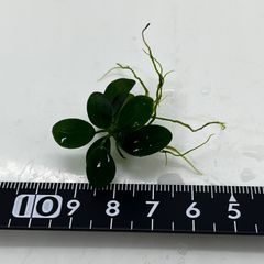 ADA BIO アヌビアス　ナナ　プチ　アヌビアスナナプチ