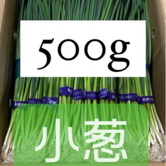 福岡県産　小葱　500g