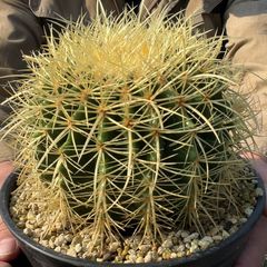 【鉢ごと発送】【送料込】 サボテンの王様！金色サボテン / 金鯱（キンシャチ） 7寸 平鉢21号 / 【現品】25-7-5-05