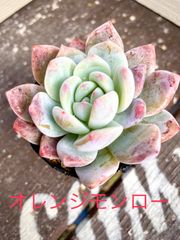 多肉本舗 - メルカリShops