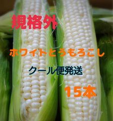 規格外 白とうもろこし 15本 クール便