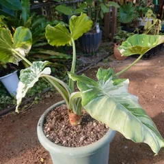 大苗極上黄色班入りクワズイモ2株