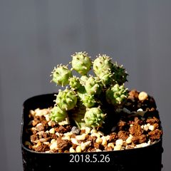 ユーフォルビア オベサブロウ 種類 Euphorbia obesablow EQ1018 通販 実生 2.5号 ケープバルブ 南ア 球根 エリオクエスト