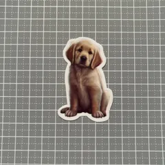 【B100】防水ステッカー 犬 dog ゴールデンレトリバー 大型犬 仔犬 子犬 首を傾げる犬