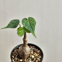 ①〔フィルミアナ・コロラータ 〕Firmiana Colorata Sterculia colorata  塊根植物 コーデックス