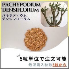 【種子】パキポディウム  デンシフローラム /セット割あり 数量5粒から購入OK