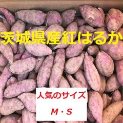 【茨城県産】甘いさつまいも　M・Sサイズ紅はるか　箱込み10kg/ ヤマト配送
