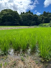 自然栽培米4品種食べ比べ4kg 玄米 R7年産 亀の尾等 - メルカリ