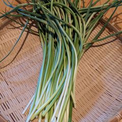 和歌山県産　ニンニクの芽　500ｇ