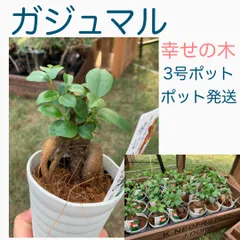 2024年最新】花の苗木の人気アイテム - メルカリ