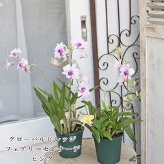 2025年最新】花苗の人気アイテム - メルカリ