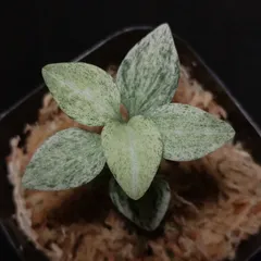 2025年最新】シュスランの人気アイテム - メルカリ