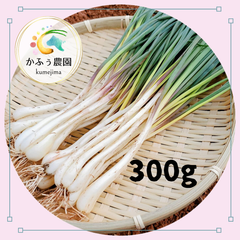 久米島産直　島らっきょう【お試し】300g