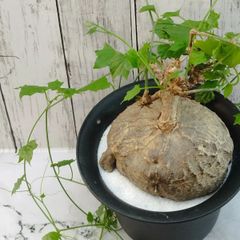 【塊根植物】ゲラルダンサス マクロリザス　 Gerrardanthus Macrorhizus　和名「眠り布袋」