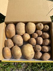 大分県産じゃがいも　インカのめざめ