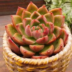 MA132	ワインパーティー	【イータニク】多肉植物　韓国苗　第四種郵便発送