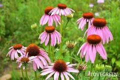 2025年最新】エキナセア￼の人気アイテム - メルカリ