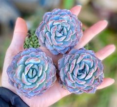 スノーフェイス　韓国苗　エケベリア　多肉植物