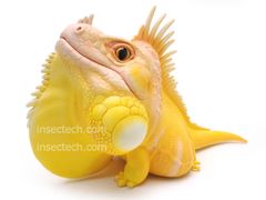 動物の惑星】MAX/PLUS/限定品 動物の惑星】MAX/PLUS/限定品