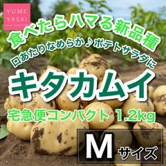 口あたりなめらか『キタカムイ』Mサイズ 北海道産 産地直送