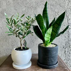 ゆな⑧ストレリチア　⑤オリーブの木souju「ミッション」2苗セット おしゃれ 観葉植物 選べる：オリーブの木 ミッション 7号*現品