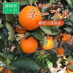 柑橘  【柑土里ファーム】 ネーブル 3.5kg 糖度センサー 糖度12度  静岡県三ケ日《3/下旬～4/上旬より出荷》