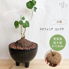 シンプルな ~塊根植物~